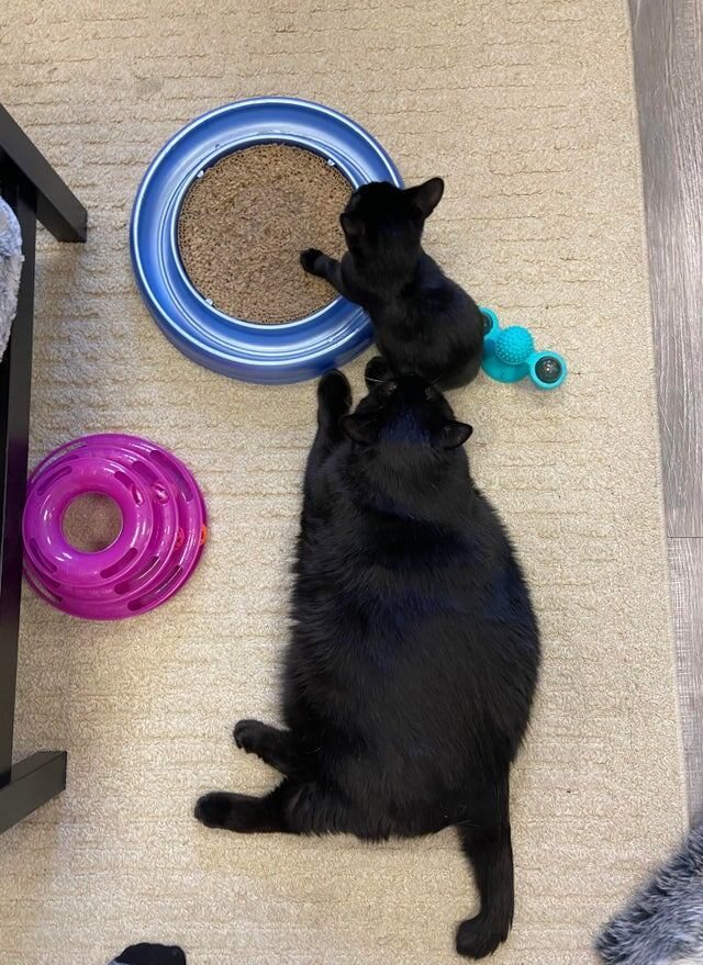 Котики, которые благодаря своим размерам могут считаться сразу за двух питомцев