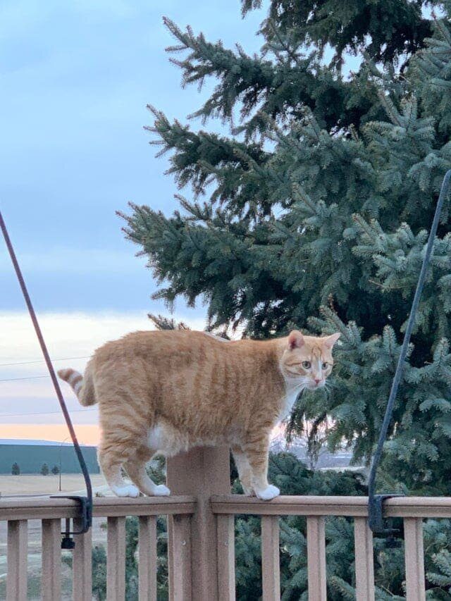 Котики, которые благодаря своим размерам могут считаться сразу за двух питомцев