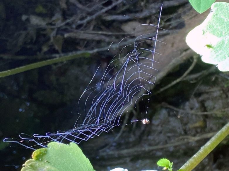 Факты, демонстрирующие неожиданные повороты жизненных реалий