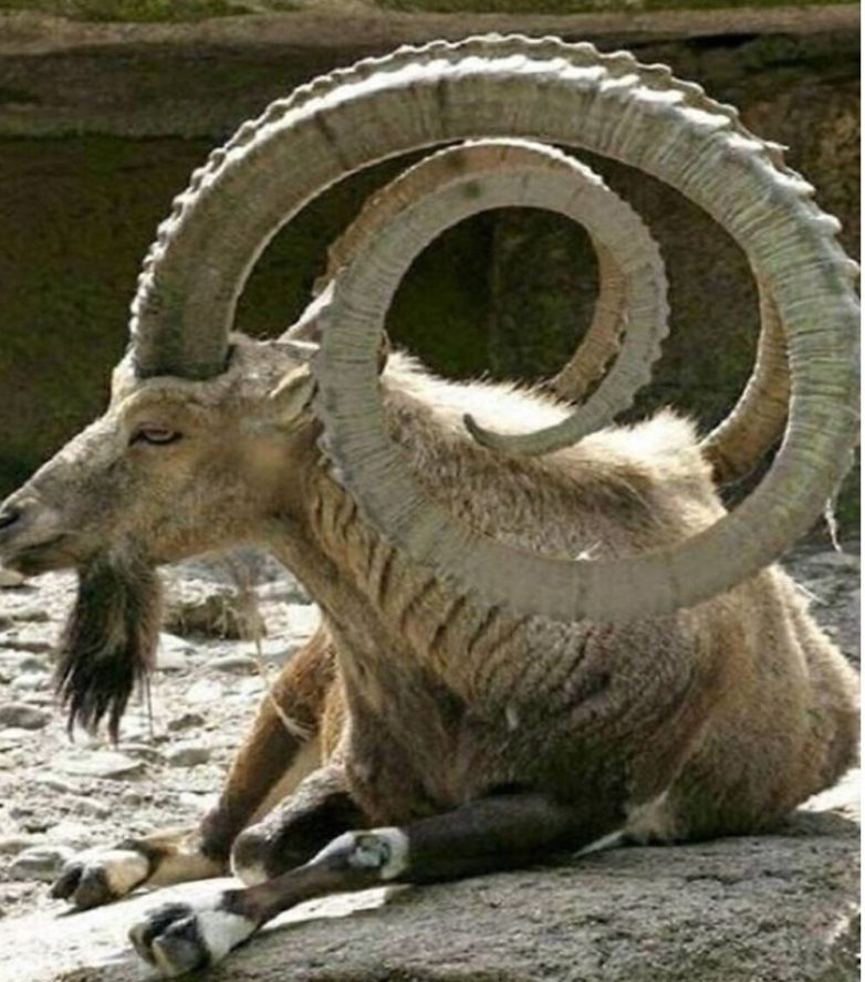 Фотографии реальных предметов и живых организмов нестандартно огромных размеров