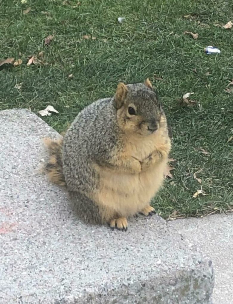 Фотографии реальных предметов и живых организмов нестандартно огромных размеров