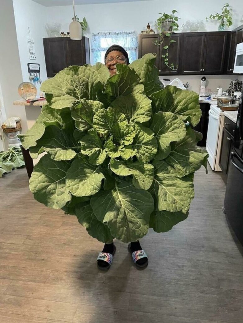 Фотографии реальных предметов и живых организмов нестандартно огромных размеров