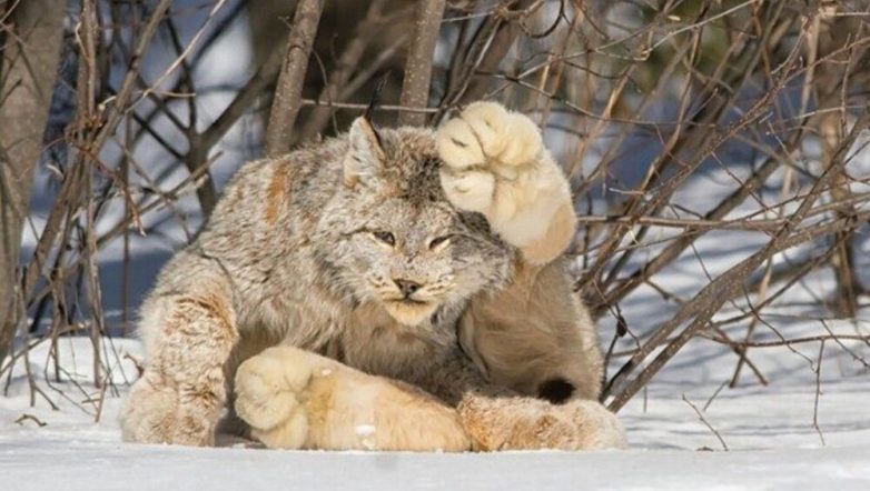 Фотографии реальных предметов и живых организмов нестандартно огромных размеров