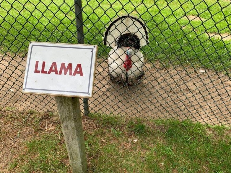 Любопытные и забавные случаи, когда надпись на табличке говорила одно, а реальность показывала другое