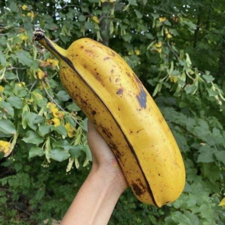 Фотографии реальных предметов и живых организмов нестандартно огромных размеров