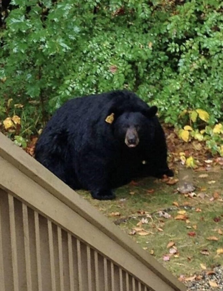 Фотографии реальных предметов и живых организмов нестандартно огромных размеров