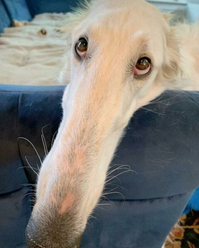 Фотографии реальных предметов и живых организмов нестандартно огромных размеров