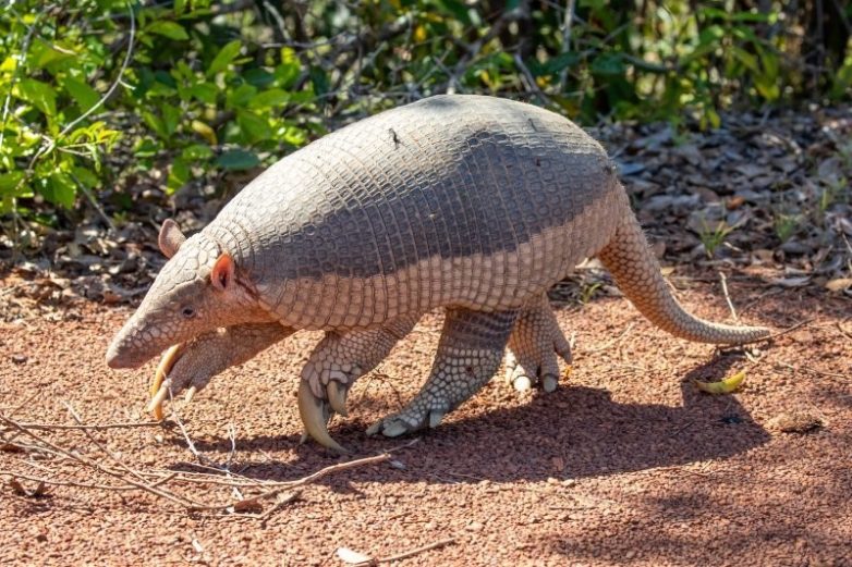 Невероятные рекордсмены животного мира