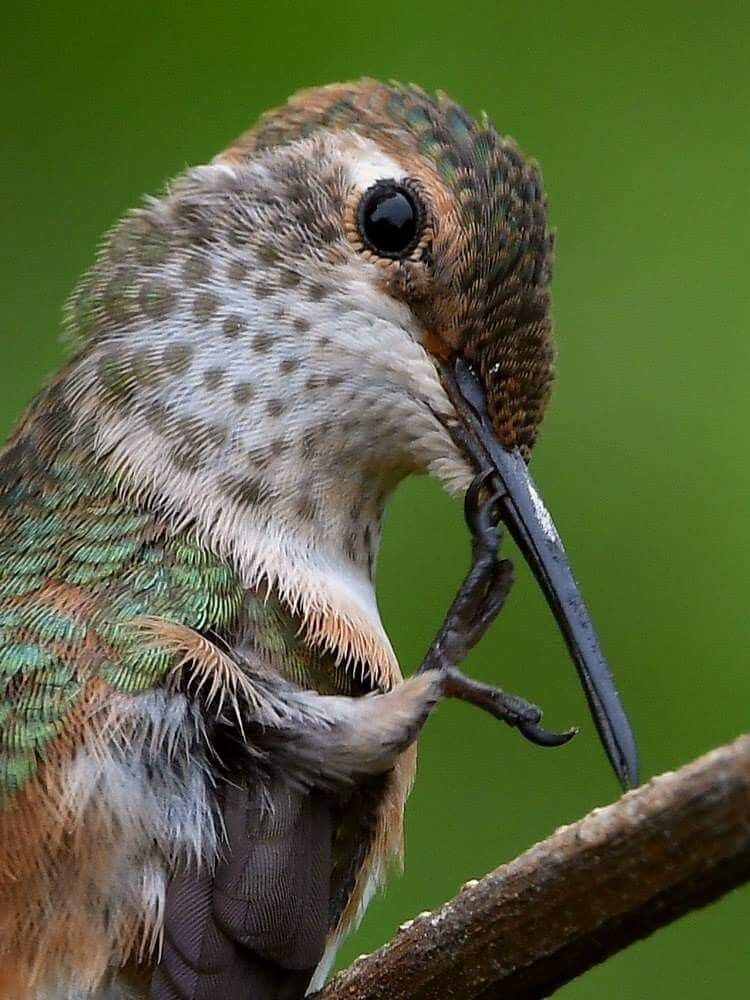 Шедевральные примеры макросъёмки, открывающих взору невидимые вселенные