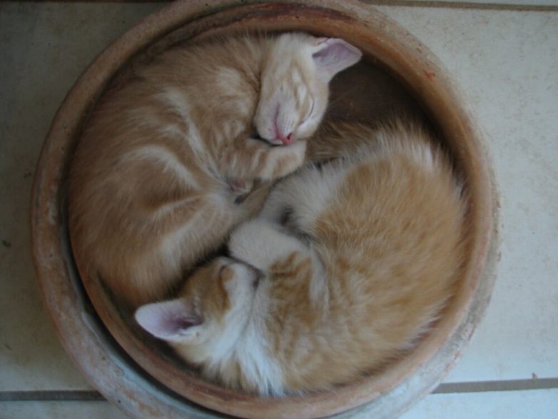 Примеров безупречной гармонии, превратившейся в искусство