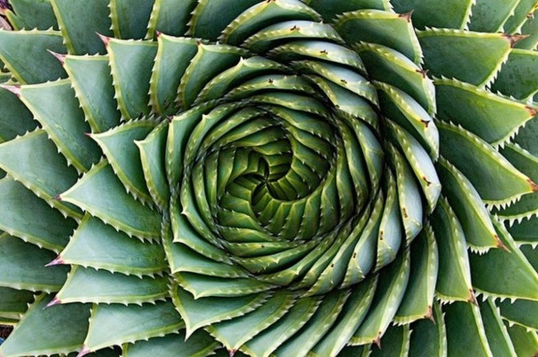 Примеров безупречной гармонии, превратившейся в искусство