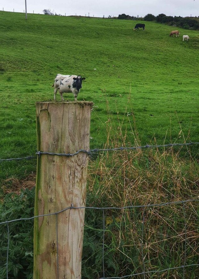 Фото, на которые стоит взглянуть дважды, чтобы понять, а что тут происходит?