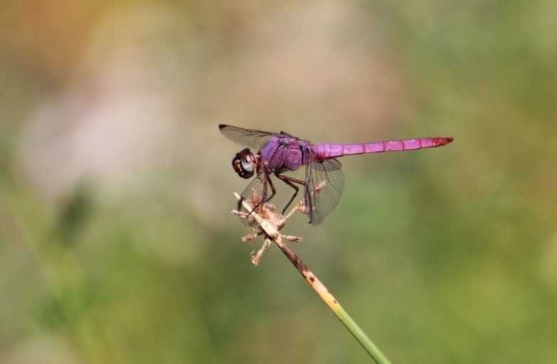 Потрясающие насекомые и паукообразные нестандартного цвета, при виде которых захочется завести себе жука