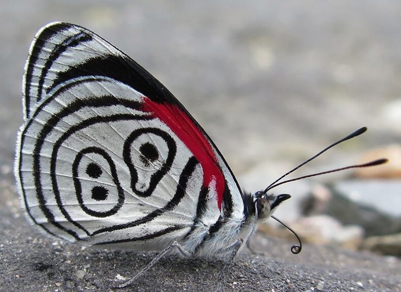 Потрясающие насекомые и паукообразные нестандартного цвета, при виде которых захочется завести себе жука
