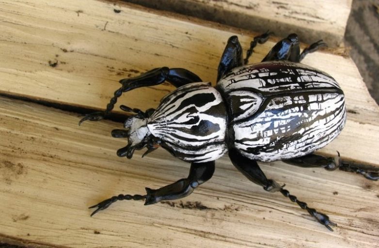 Потрясающие насекомые и паукообразные нестандартного цвета, при виде которых захочется завести себе жука