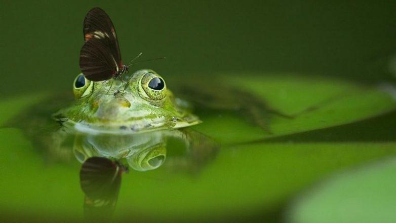 Снимки, демонстрирующие скрывающуюся в мелочах вселенную