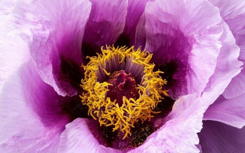 Снимки, демонстрирующие скрывающуюся в мелочах вселенную