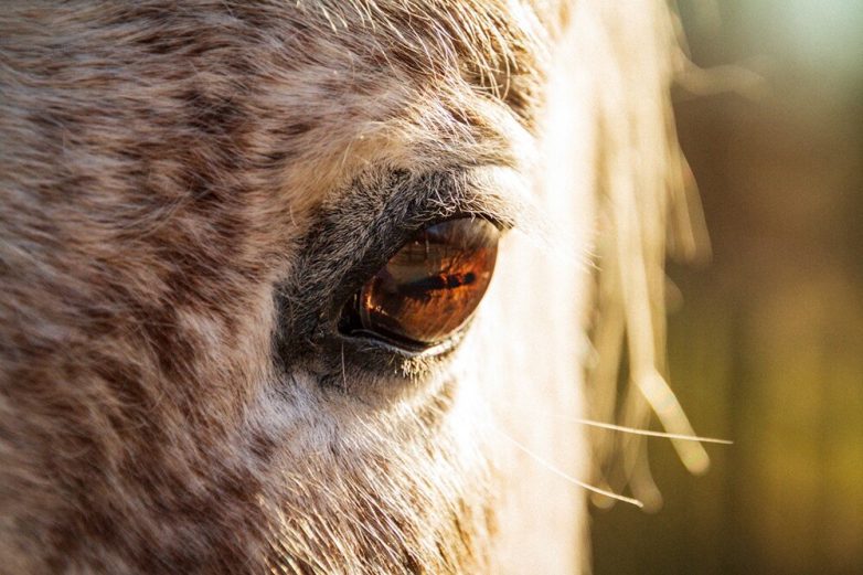 Снимки, демонстрирующие скрывающуюся в мелочах вселенную