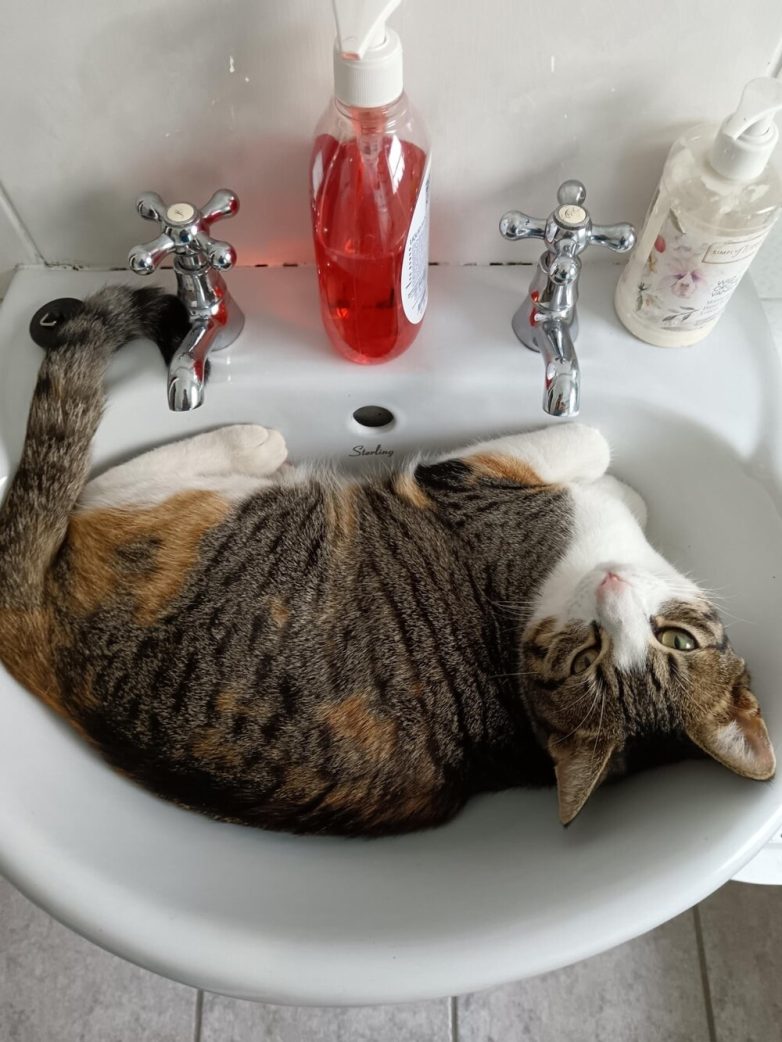 Снимки, которые демонстрируют настоящие предновогодние эмоции котиков