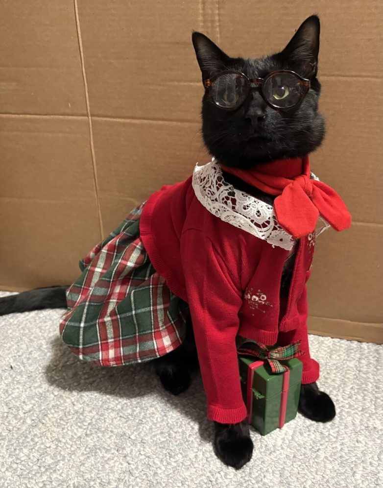 Снимки, которые демонстрируют настоящие предновогодние эмоции котиков