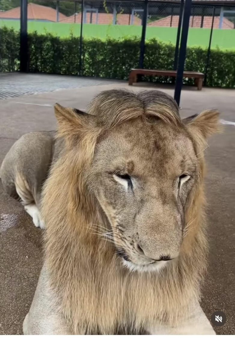 Бунтарские причёски, которые лучше не повторять