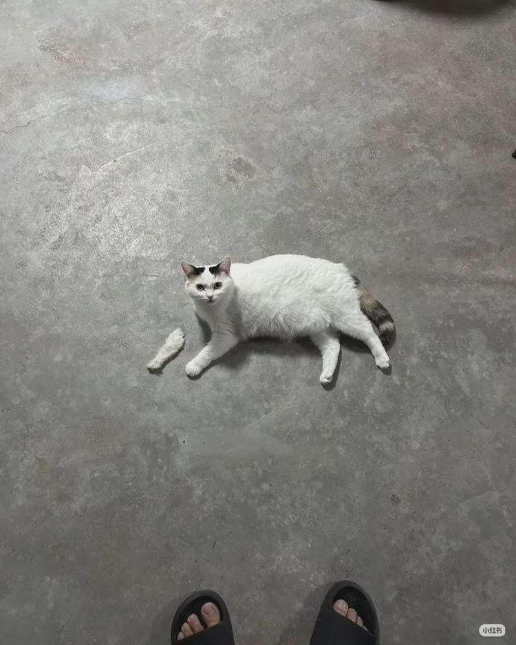 Снимки, которые сначала путают, а потом смешат. Вы тоже это видите?