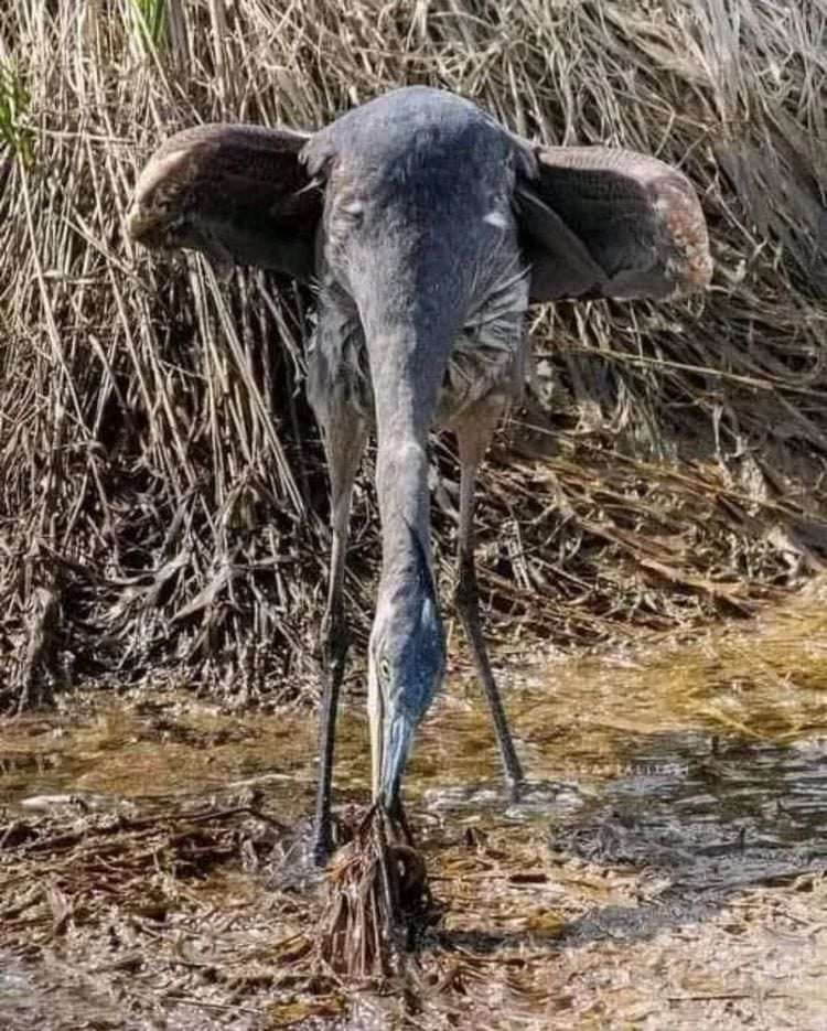 Снимки, которые сначала путают, а потом смешат. Вы тоже это видите?