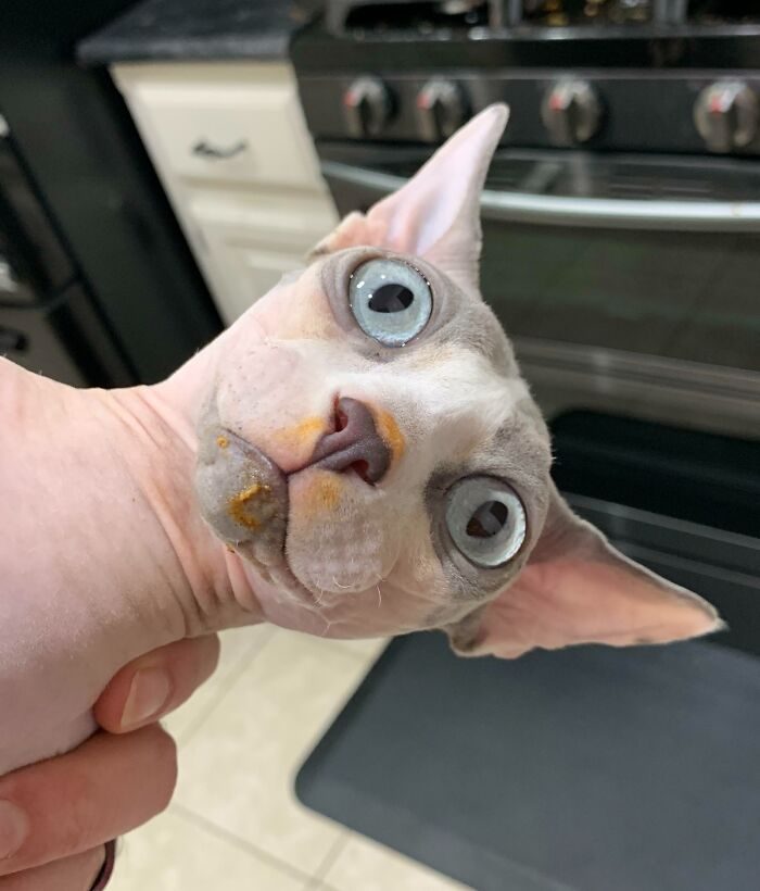 Пушистые преступники, которых поймали на краже еды, и они даже не попытались оправдаться