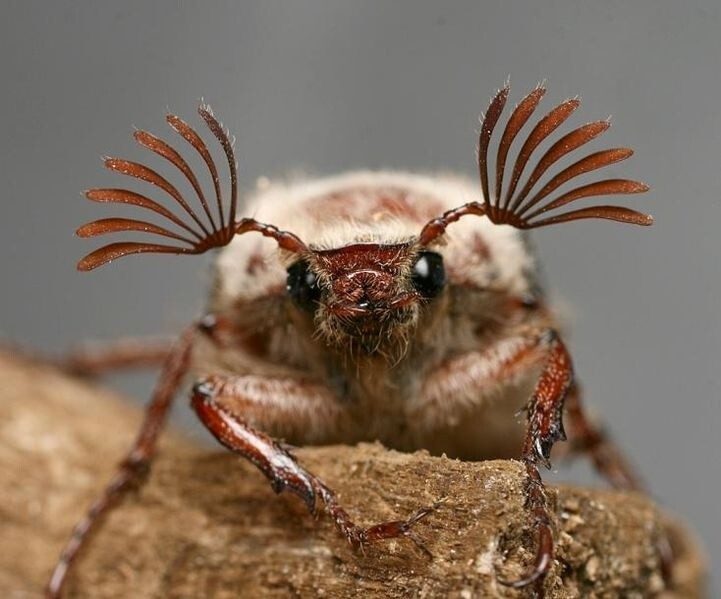 Шедевральные примеры макросъёмки, открывающих взору невидимые вселенные