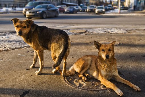 Массовое убийство собак расследуют на Сахалине