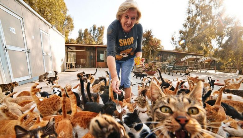 Москвичка бросила 20 породистых кошек умирать от голода