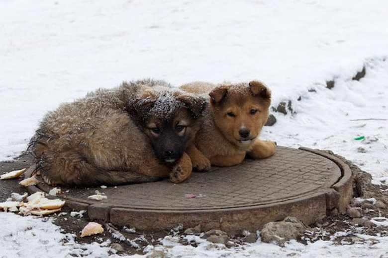 Верховный суд России вынес смертный приговор всем бездомным животным