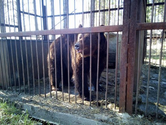 Под Томском неизвестные сожгли турбазу экс-префекта Москвы и расстреляли двоих егерей