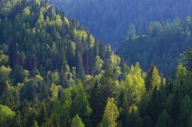 Как сибирские чиновники зарабатывают миллиарды на торговле казённым лесом