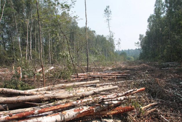 Кузбасская ОПГ вырубила и вывезла лес в Китай на 35 млн. рублей