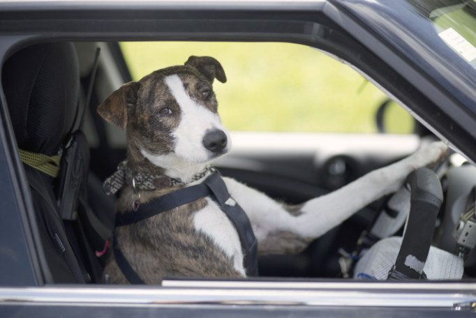 Можно ли нарваться на штраф за перевозку собаки в салоне машины?
