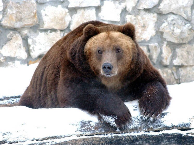 В Канаде медведь гризли напал на учеников начальной школы