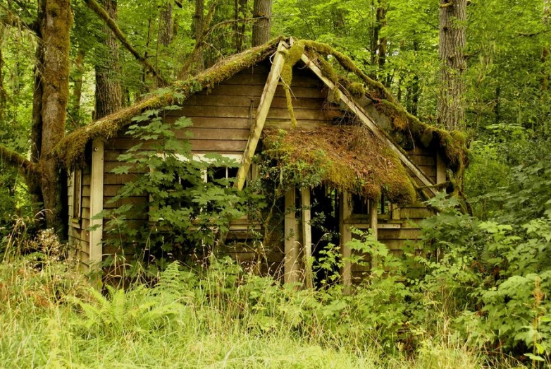 Очаровательные уютные лесные домики, которые лучше любой квартиры