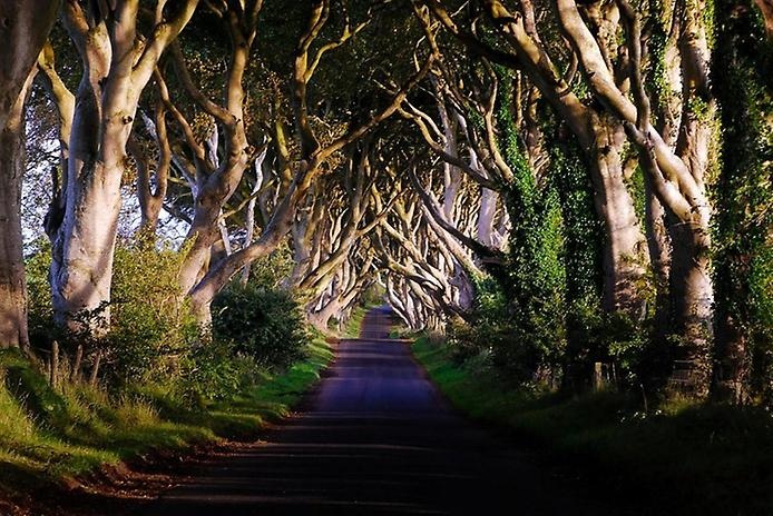 Тёмный тупик: ирландская дорога, овеянная легендами