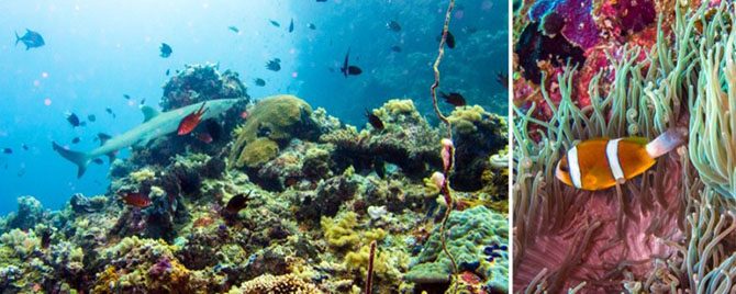 Подводная одиссея: Большой Барьерный риф