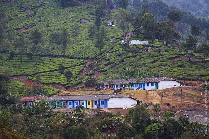 Индийские чайные плантации. Фоторепортаж