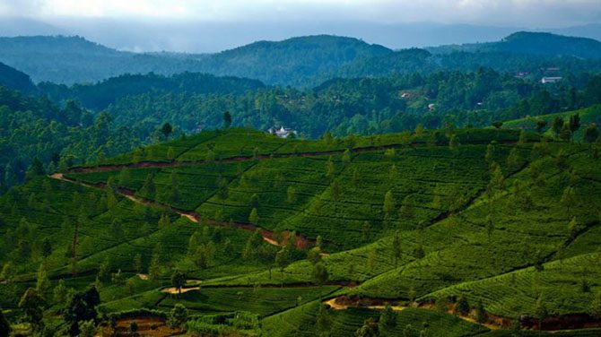 Самые живописные чайные плантации в мире