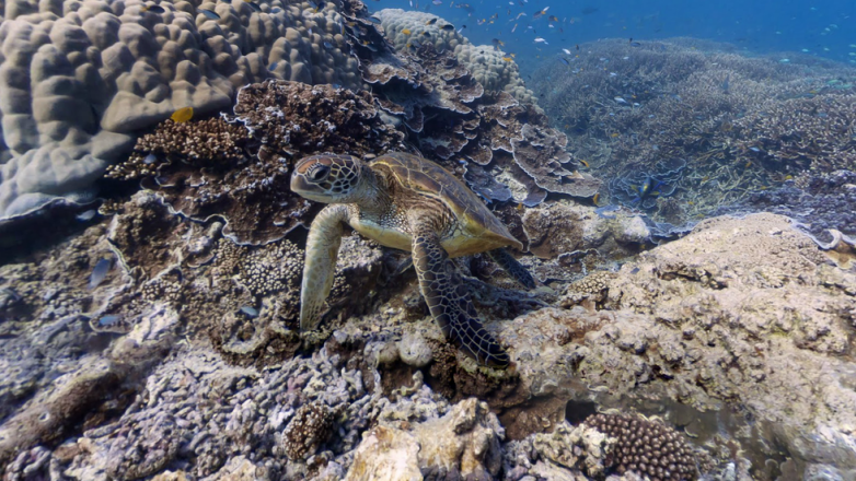 Жемчужина Большого Барьерного рифа: фантастический остров Херон
