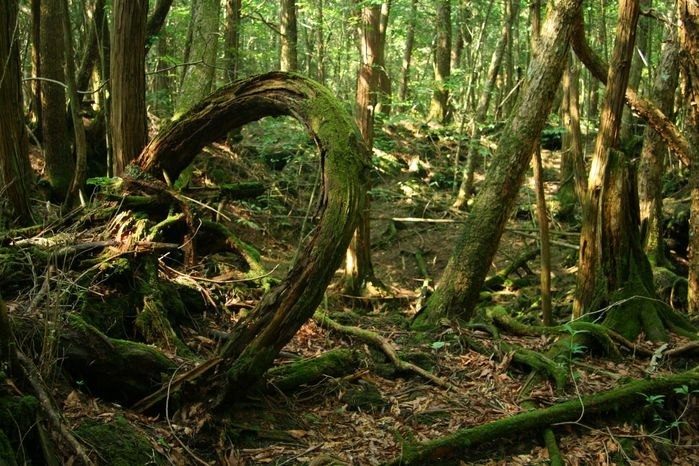 Лес самоубийц Аокигахара — одно из самых жутких мест в Японии и на планете