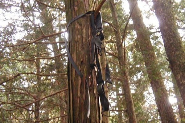 Лес самоубийц Аокигахара — одно из самых жутких мест в Японии и на планете