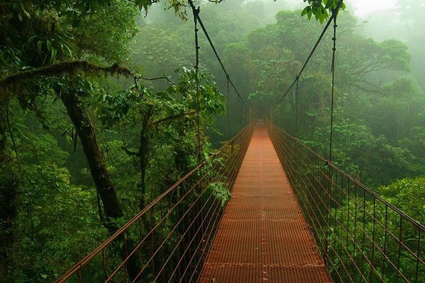 Виртуальная прогулка по джунглям Амазонки