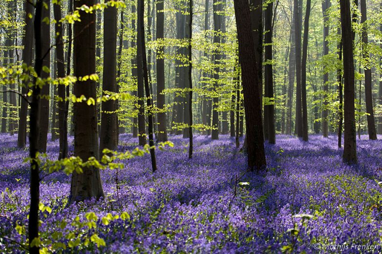 Колокольчиковый лес в Бельгии