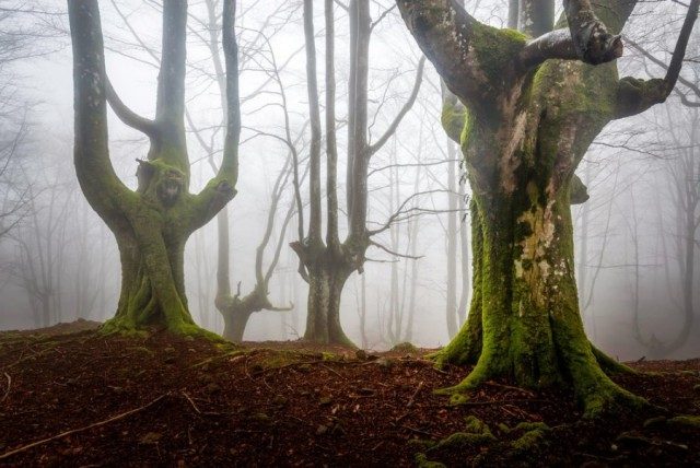 Горбеа — испанский лес, окутанный тайнами и мистикой