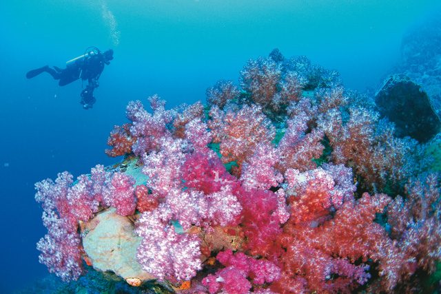 Красивейший риф Нингалу