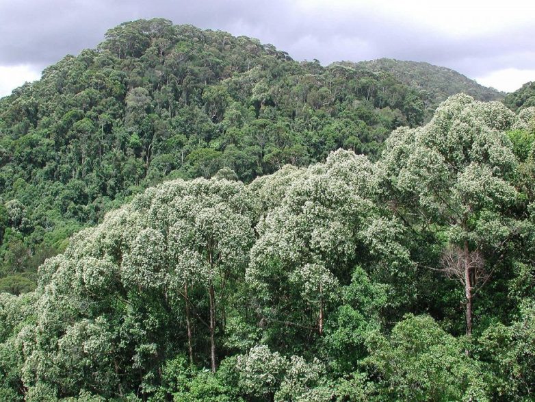 Самые грандиозные леса мира
